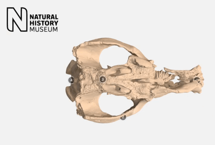 A thumbnail image of the Toxodon cranium model on Sketchfab