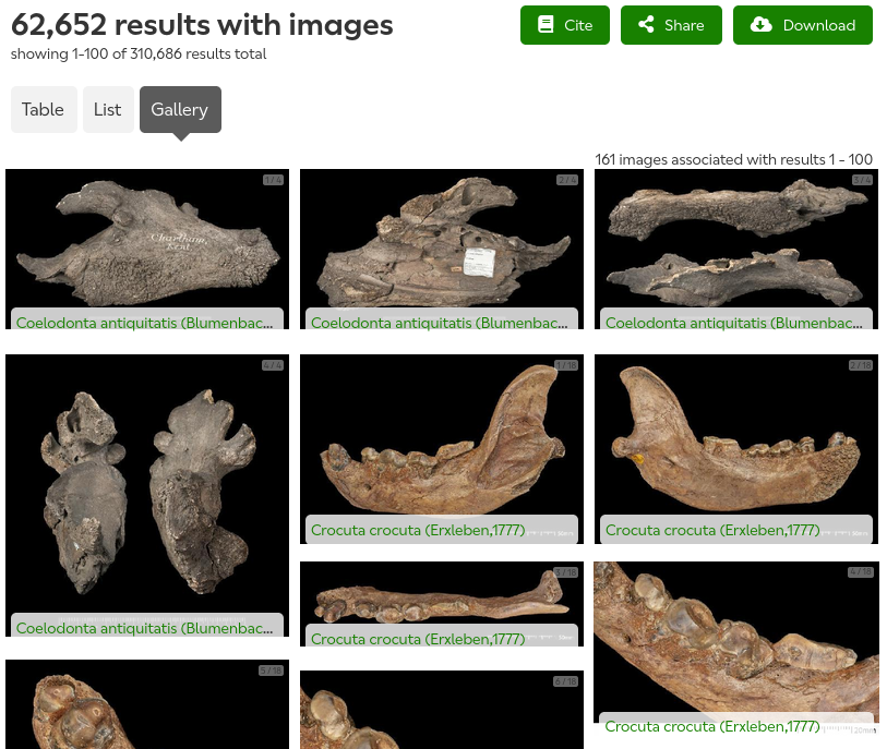 A screenshot of the gallery results view. At the top left is the total number of results with images, with the number of results on this page and the total number of results underneath. Under this there are three tabs: table, list, and gallery. Gallery is selected. At the top right there are three buttons: cite, share, and download. The rest of the image shows a grid of image thumbnails in three columns. Each thumbnail has a caption (the scientific name of the specimen) at the bottom and a small number indicator at the top right.