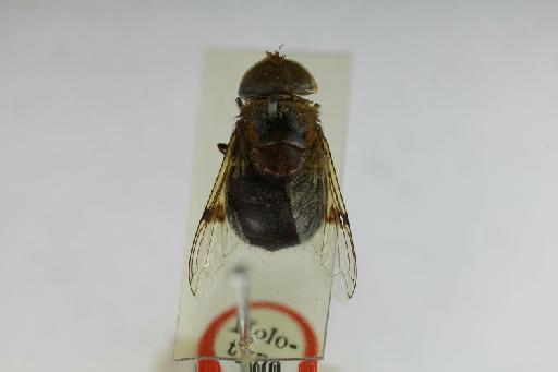 Copestylum (Phalacromya) andicolum (Bigot, 1884) - Copestylum andicola HT dorsal