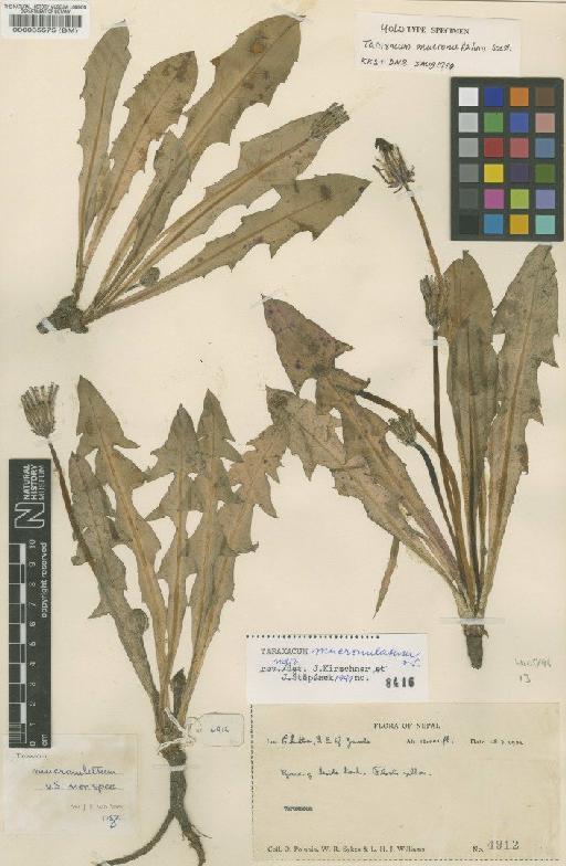 Taraxacum mucronulatum Soest - BM000035575