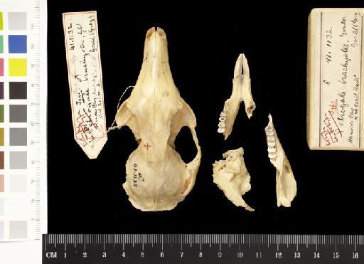 Macropus (Petrogale) brachyotis Gould, 1841 - 1841.1132_Skull_Dorsal
