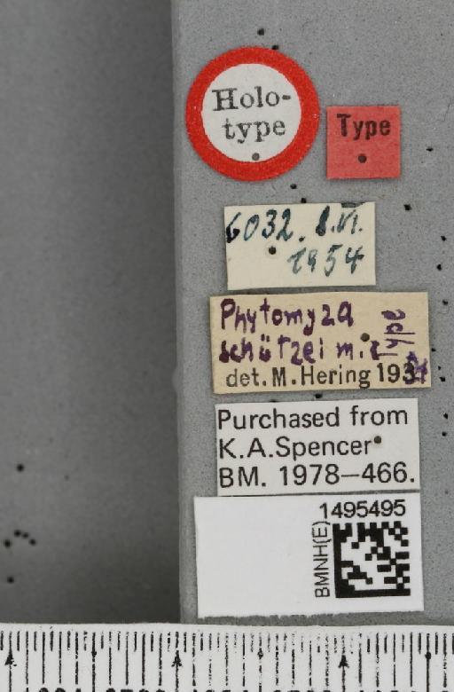 Phytomyza schutzei Hering, 1955 - BMNHE_1495495_label_61587