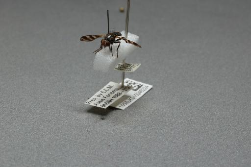 Ceroxys urticae (Linnaeus, 1758) - 015046224_additional_3