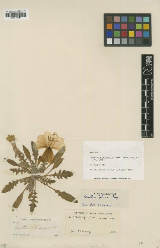Oenothera primiveris A.Gray - BM001024351