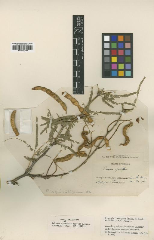 Prosopis laevigata (Humb. & Bonpl. ex Willd.) Johnston - BM000952296