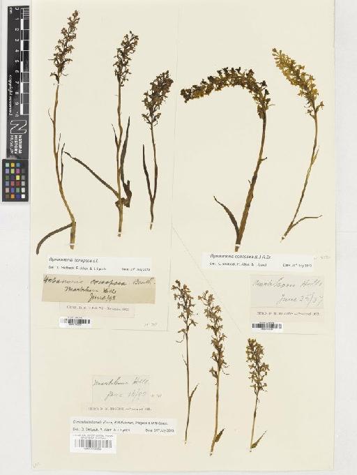 Gymnadenia borealis (Druce) R.M.Bateman, Pridgeon & M.W.Chase - BM001130303