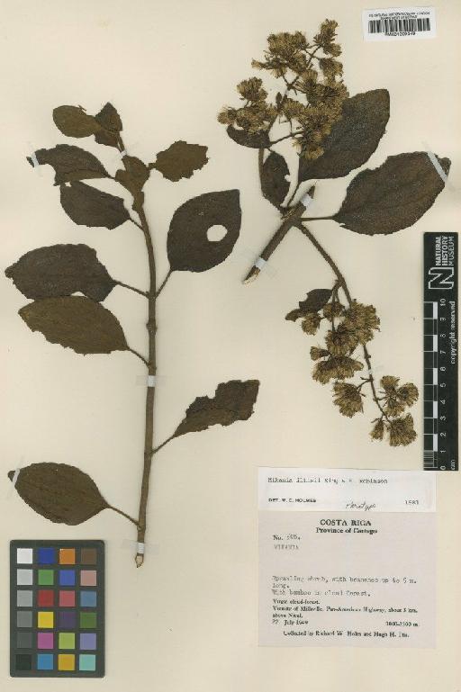 Mikania iltisii R.M.King & H.Rob. - BM001009349