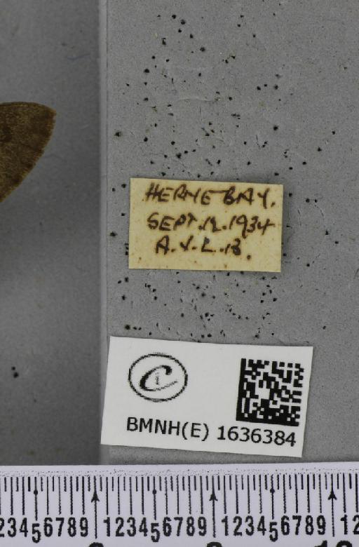 Macroglossum stellatarum (Linnaeus, 1758) - BMNHE_1636384_label_206100