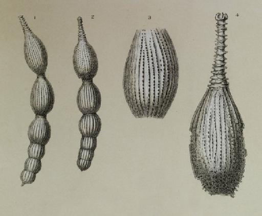 Nodosaria intercellularis Brady, 1881 - ZF1954_65_1-4_Amphicoryna_intercellularis.jpg