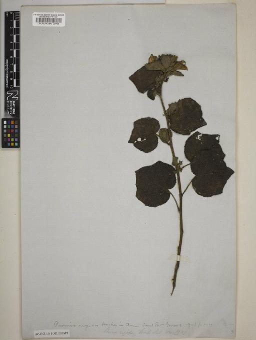 Pavonia rigida (Wall.) Hochr - BM000554560