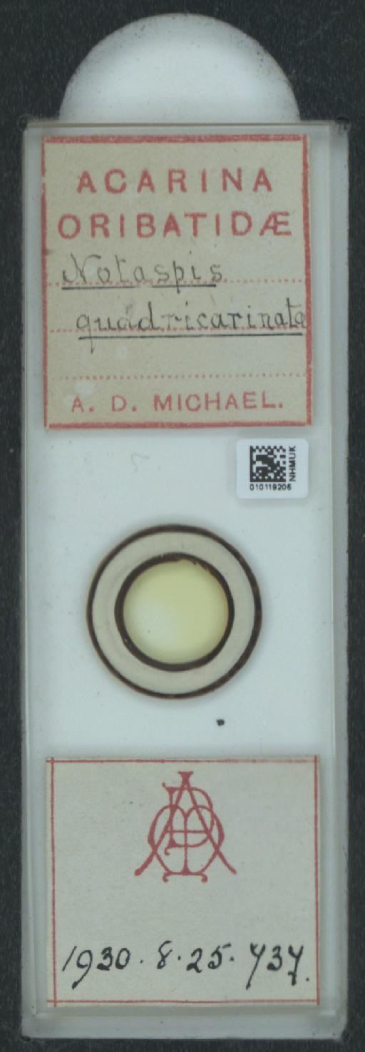 Notaspis quadricarinata A.D. Michael, 1885 - 010119206_128162_550109