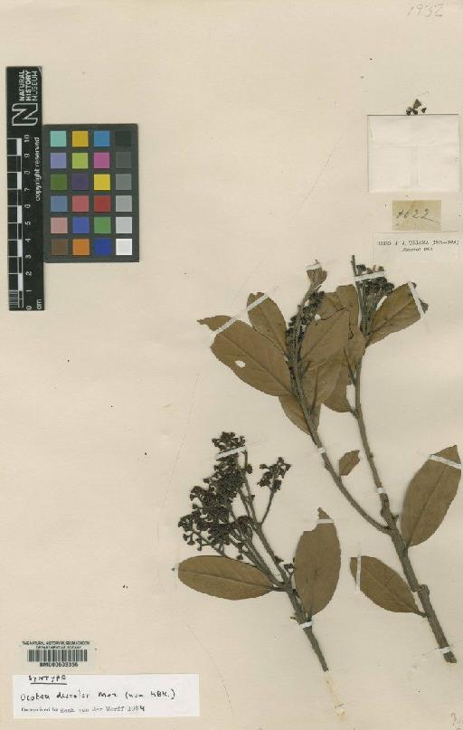 Ocotea discolor Mez - BM000603356