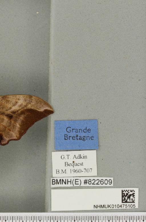 Smerinthus ocellata ocellata (Linnaeus, 1758) - NHMUK_010475105_label_525411