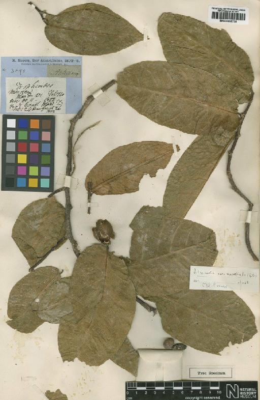 Antiaris macrophylla R.Br. - BM000895738