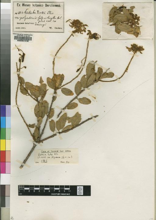 Cadaba kirkii Oliv. - BM000629149