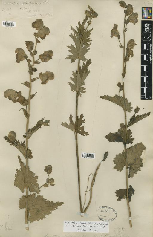 Aconitum heterophyllum Wall. ex Royle - BM001234358