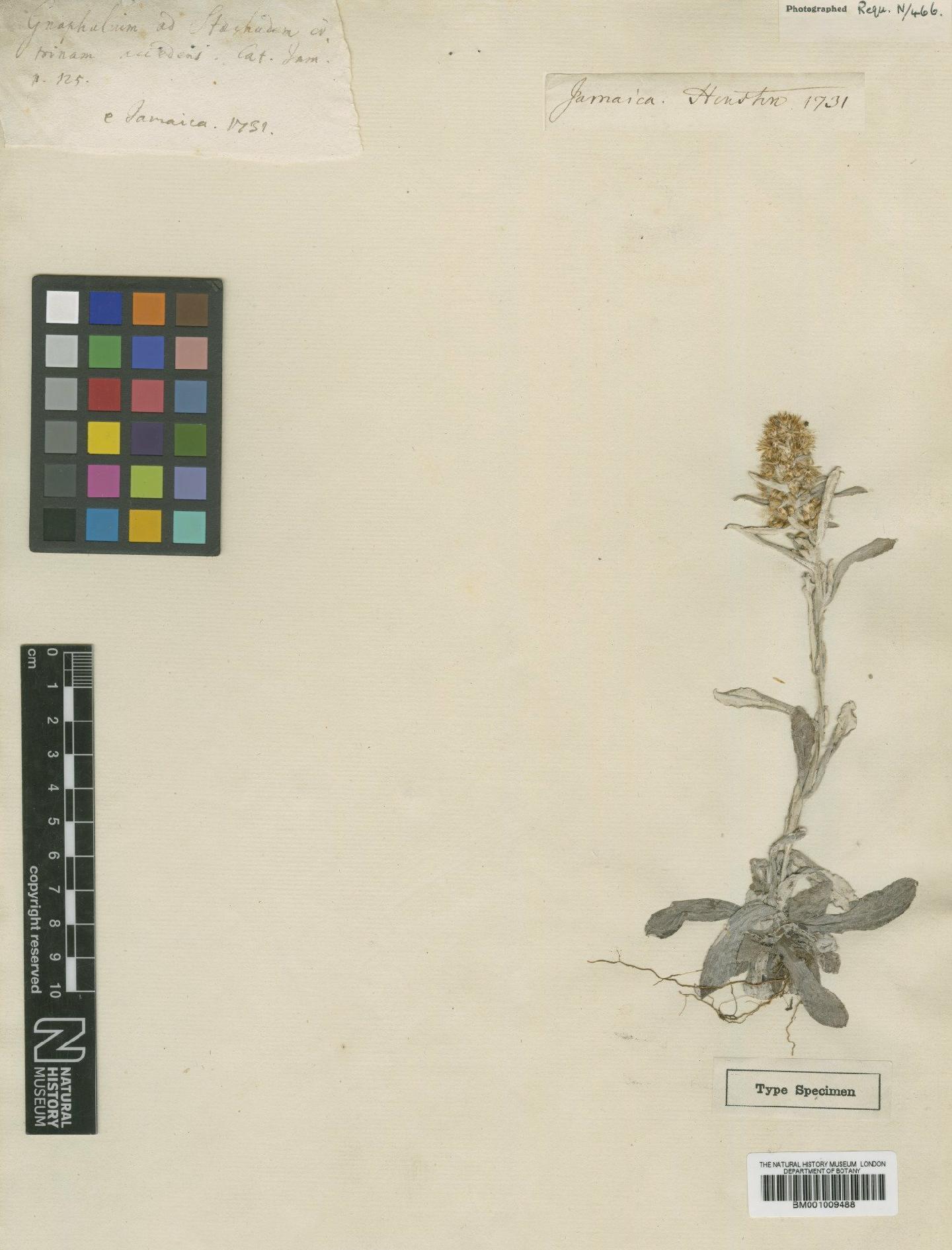 To NHMUK collection (Gamochaeta americana (Mill.) Wedd.; Type; NHMUK:ecatalogue:611344)