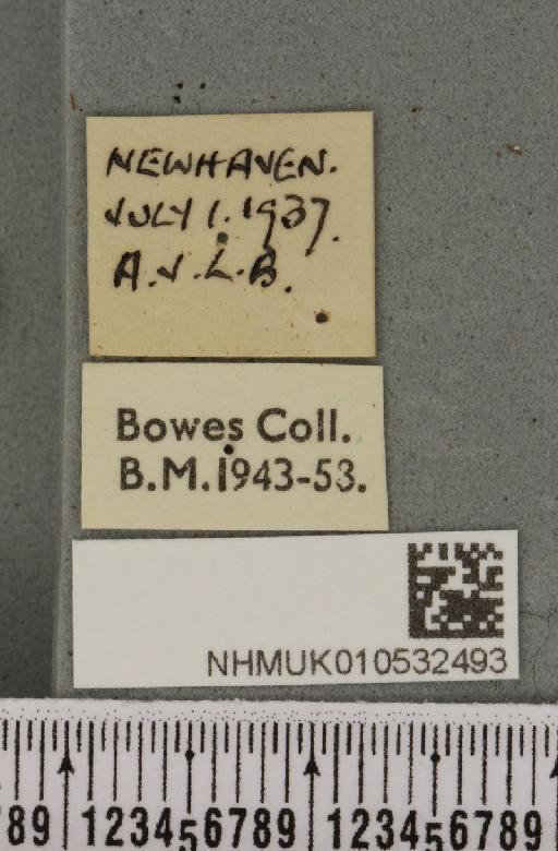 Chilodes maritima ab. bipunctata Haworth, 1812 - NHMUK_010532493_label_586421