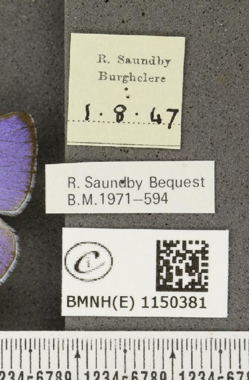 Celastrina argiolus britanna (Verity, 1919) - BMNHE_1150381_label_111802