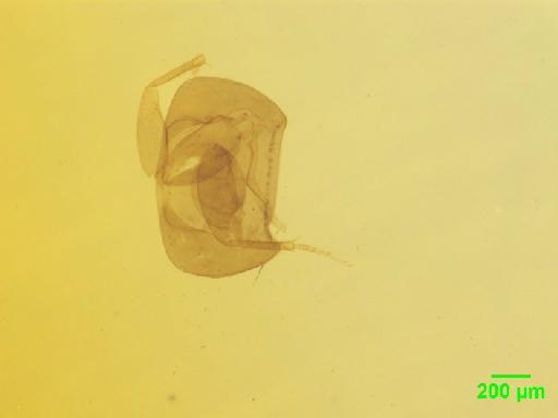 Habrocerus capillaricornis (Gravenhorst, 1806) - 010188856___3