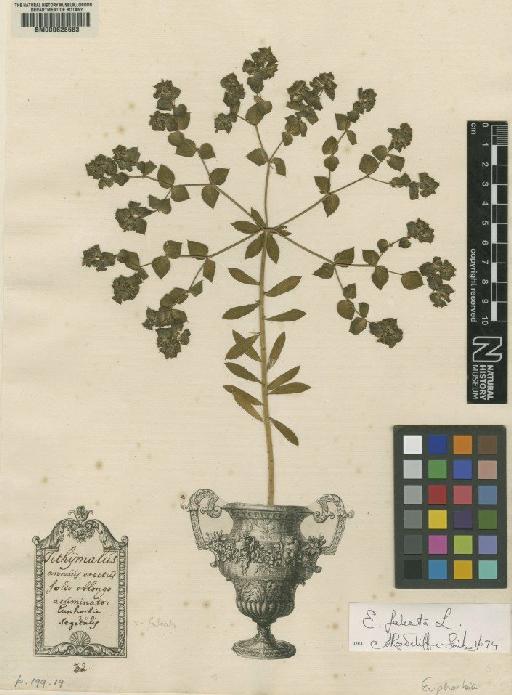 Euphorbia L. - BM000628683