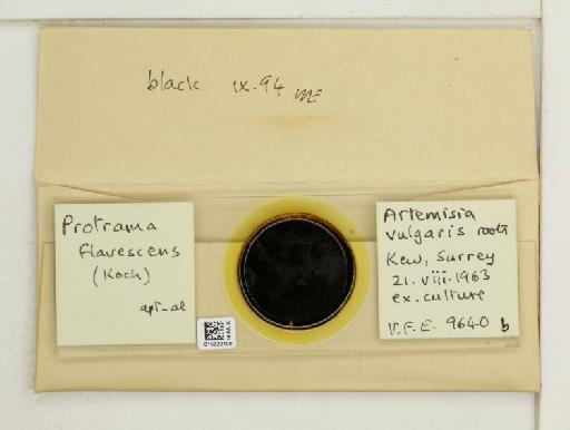 Protrama flavescens Koch, 1856 - 015320100_additional