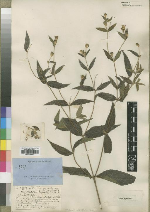 Aspilia angolensis (Klatt) Muschl. - BM000924367