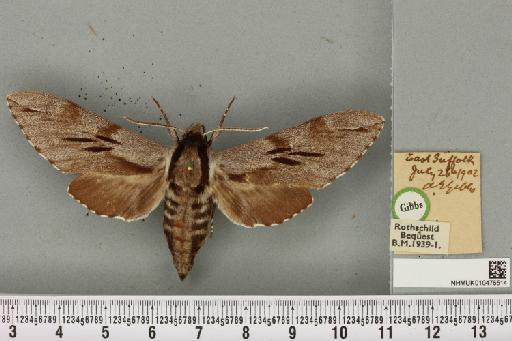 Sphinx pinastri Linnaeus, 1758 - NHMUK_010476514_534094