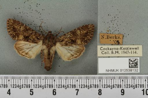 Mniotype adusta (Esper, 1790) - NHMUK_012538132_647287