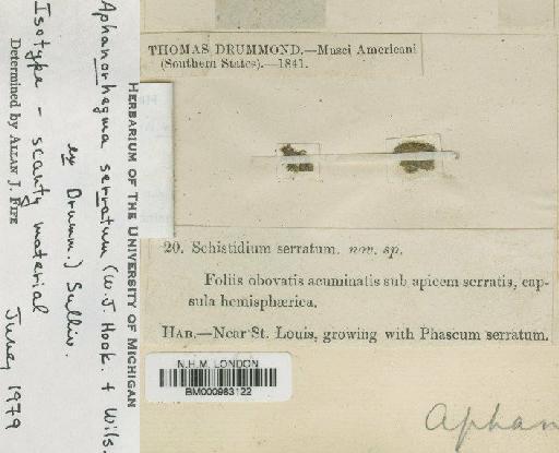 Aphanorrhegma serratum (Hook. & Wilson) Sull. - BM000983122
