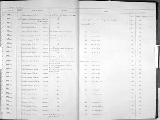 Pedicularia maoria Powell, 1937 - Zoology Accessions Register: Mollusca: 1962 - 1969: page 42