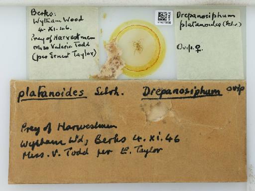 Drepanosiphum platanoides Schrank, 1801 - 015275036_112844_1094053_835815_NoStatus