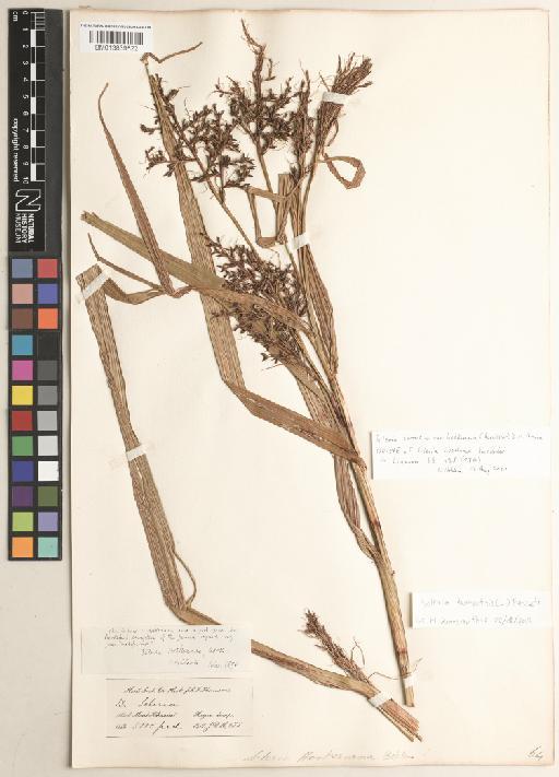 Scleria terrestris subsp. hookeriana (Boeckeler) D.M.Verma - BM013839822
