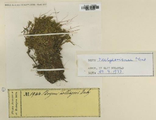 Bryum billarderi Schwägr. - BM001086258