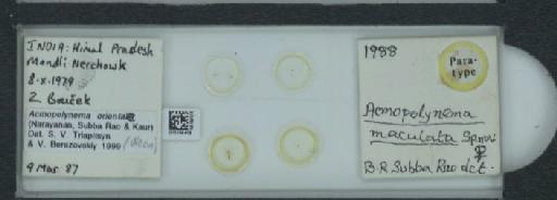 Acmopolynema maculatum Subba Rao, B.R., 1989 - 010156409_108834_1615205