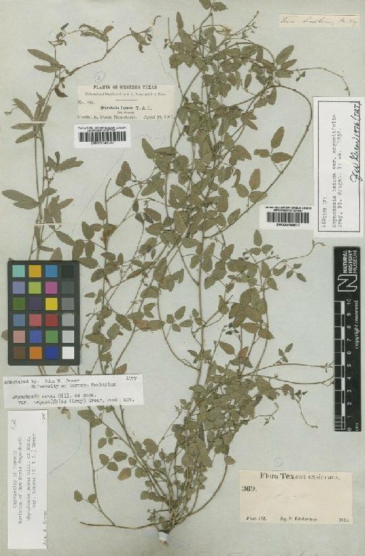 Rhynchosia senna var. angustifolia (A.Gray) Grear - BM000799977