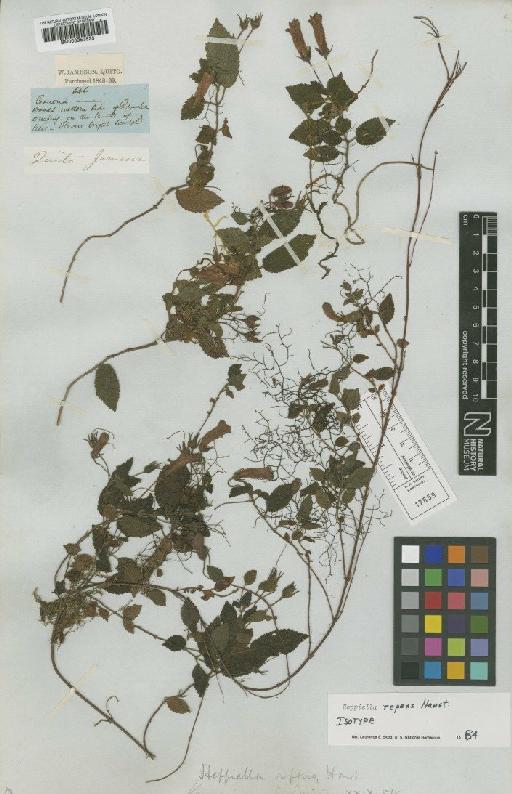 Heppiella repens Hanst - BM000953523