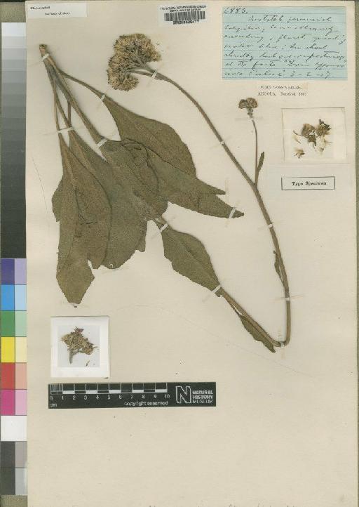 Vernonia praemorsa Muschl. - BM000629477