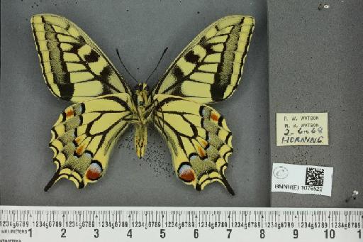 Papilio machaon britannicus Seitz, 1907 - BMNHE_1079522_64910