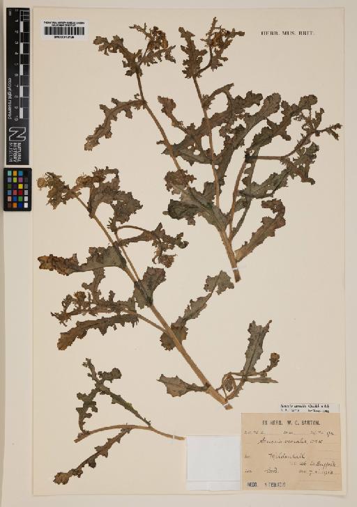 Senecio vernalis Waldst. & Kit. - 000912126
