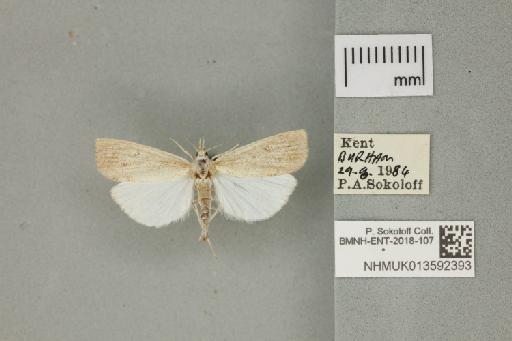 Calamotropha paludella (Hübner, 1824) - 013592393_151450_1082839