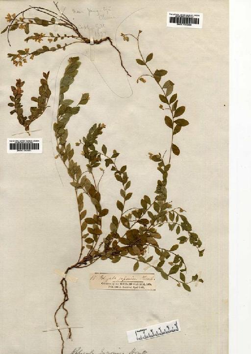 Polygala japonica (Houtt.) - BM001000551