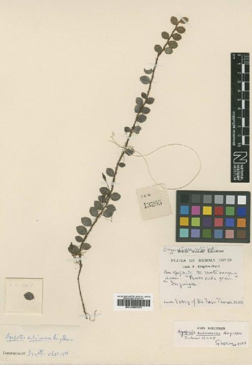 Agapetes subvinacea Airy Shaw - BM000996364