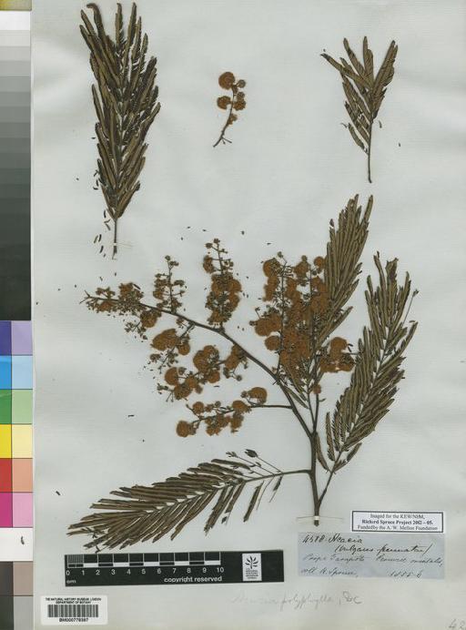 Acacia polyphylla DC. - Spruce - BM000778397