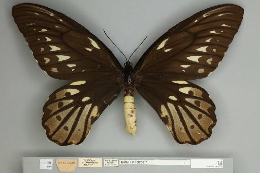 Ornithoptera alexandrae Rothschild, 1907 - 013602438__