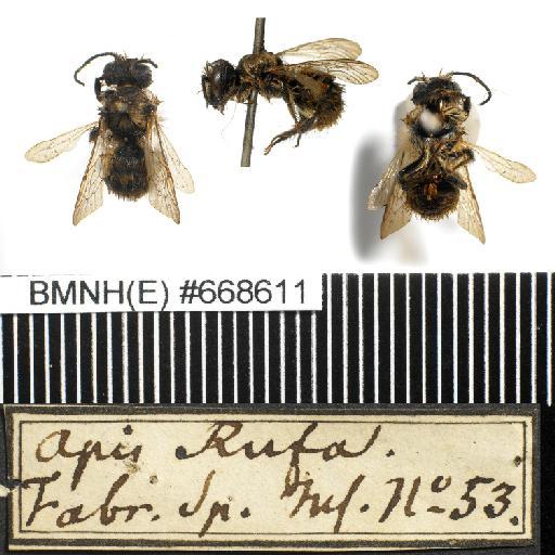Apis rufa Linnaeus, 1758 - Apis_rufa-BMNH(E)#668611-habiti