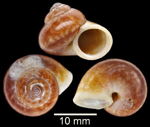 Cyclostoma politum G. B. Sowerby I, 1843 - 20170360, SYNTYPE, Cyclostoma politum Sowerby, 1843