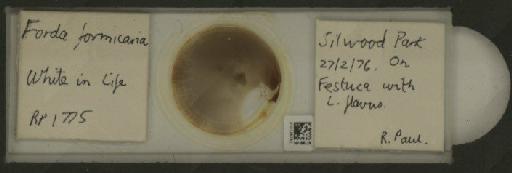 Forda formicaria von Heyden, C., 1837 - 010125782_112939_1094301