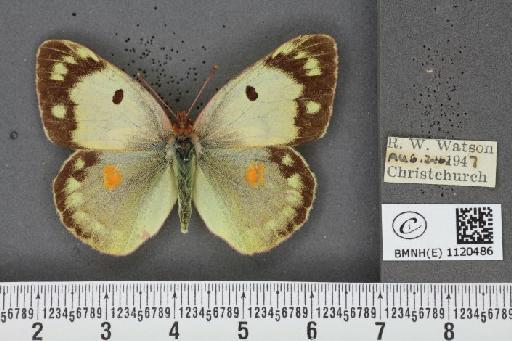 Colias croceus f. helice Hübner, 1779 - BMNHE_1120486_76500