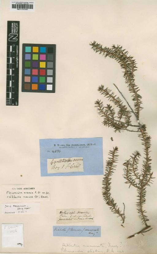 Hibbertia acerosa (DC.) Benth. - BM001043584